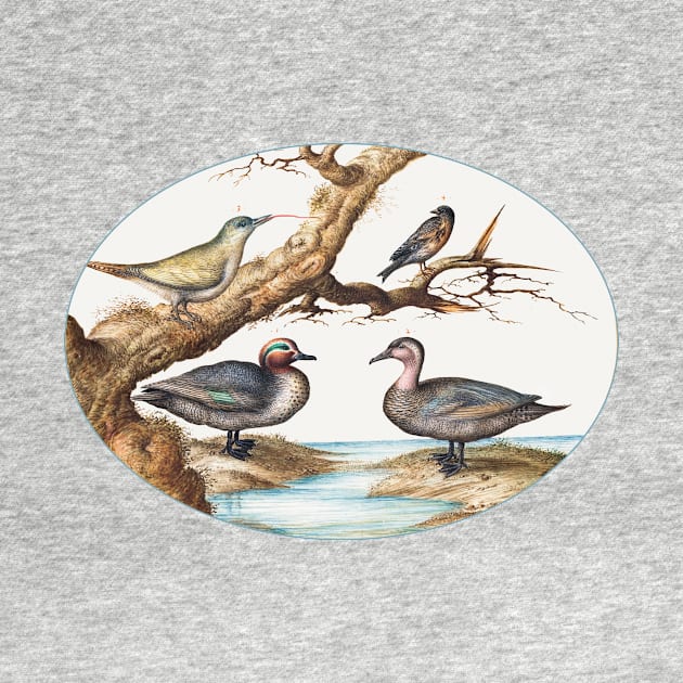 Green-Winged Teal, Juvenile Green Woodpecker and Two Other Birds (1575-1580) by WAITE-SMITH VINTAGE ART